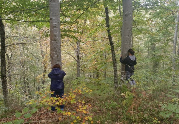 Baños de bosque