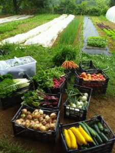 Visita a la eco-huerta Finca Ecológica TARRUCO